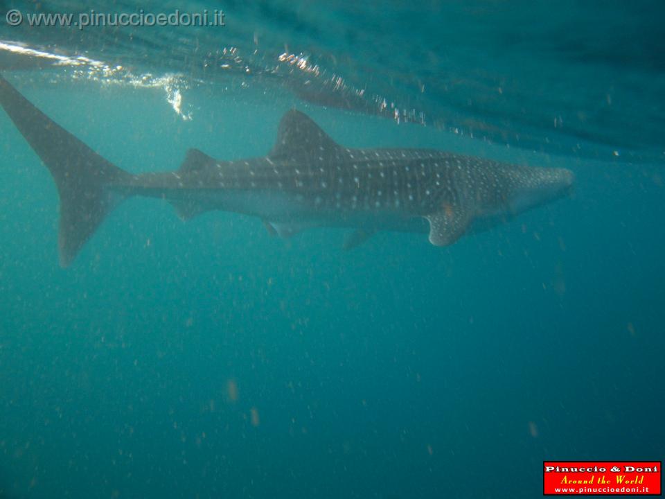 Djibouti - Gli Squali Balena di Gibuti - 07.jpg